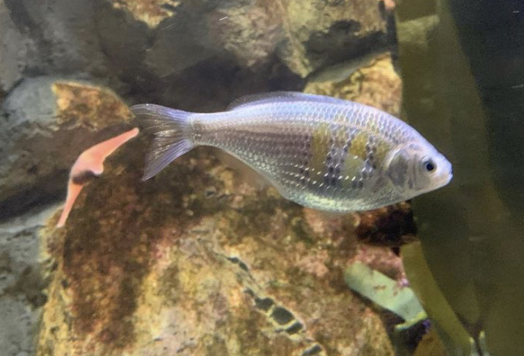 Can anybody id this fish