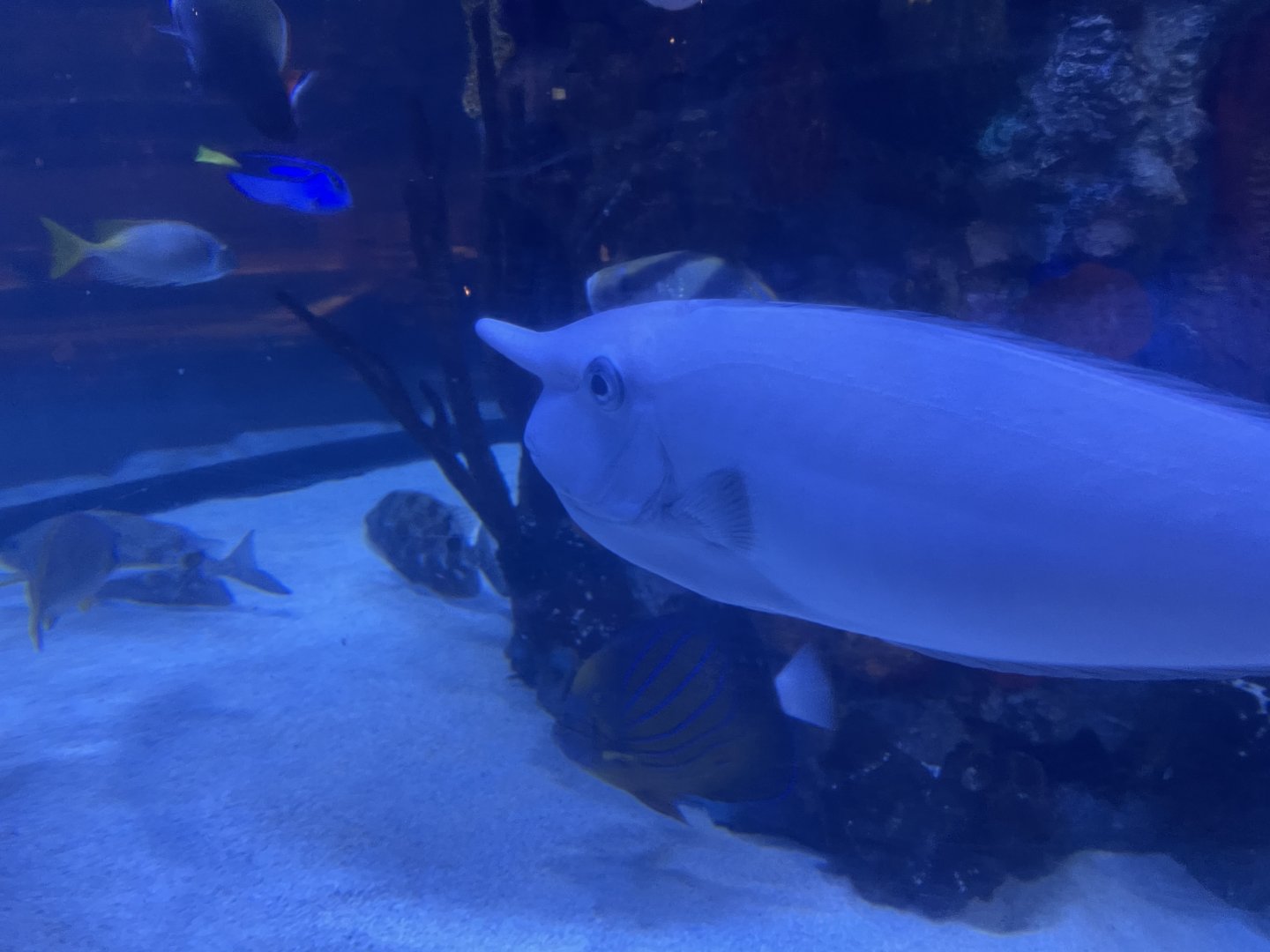 Can anybody id this fish