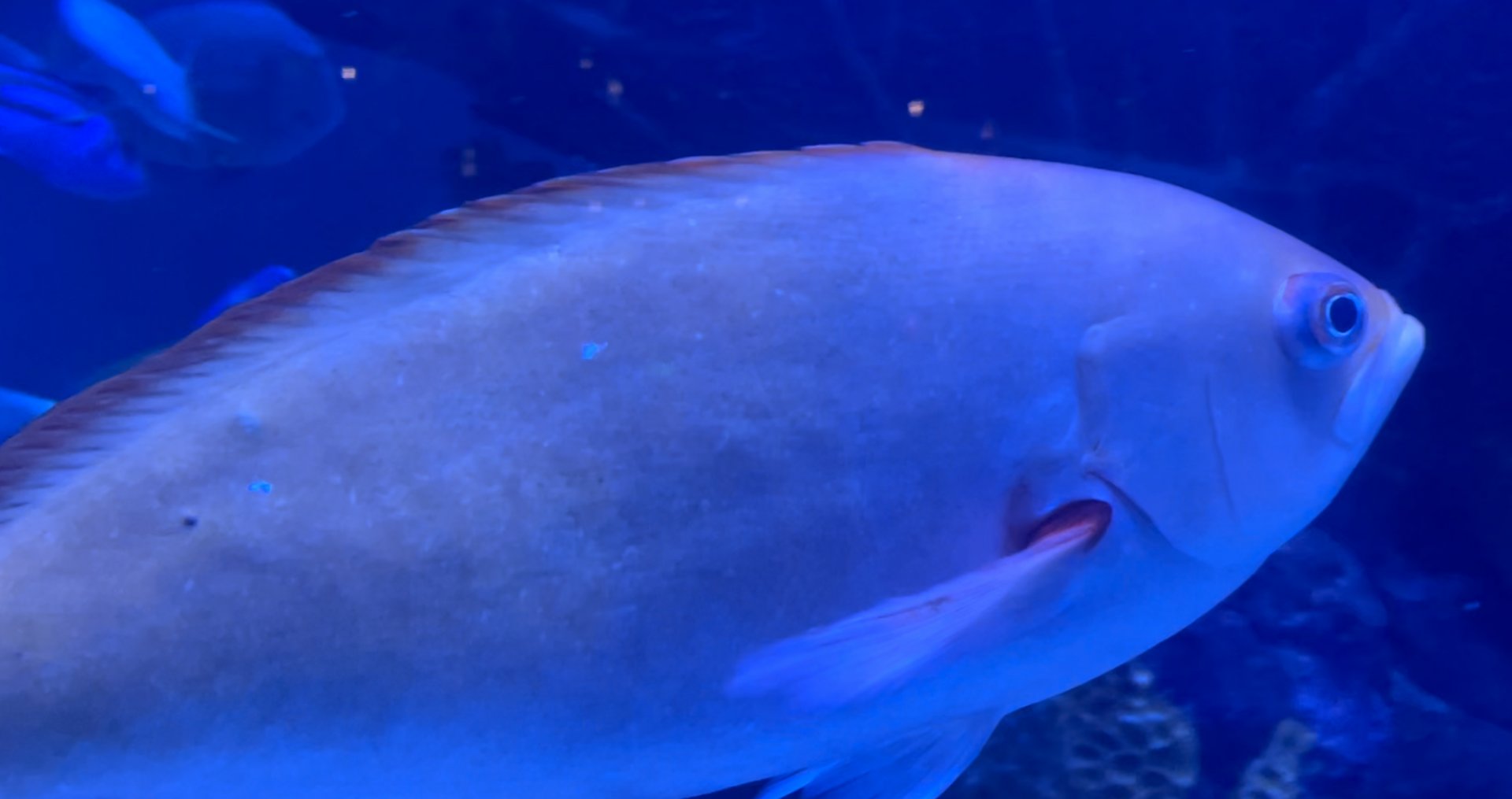 Can anybody id this fish