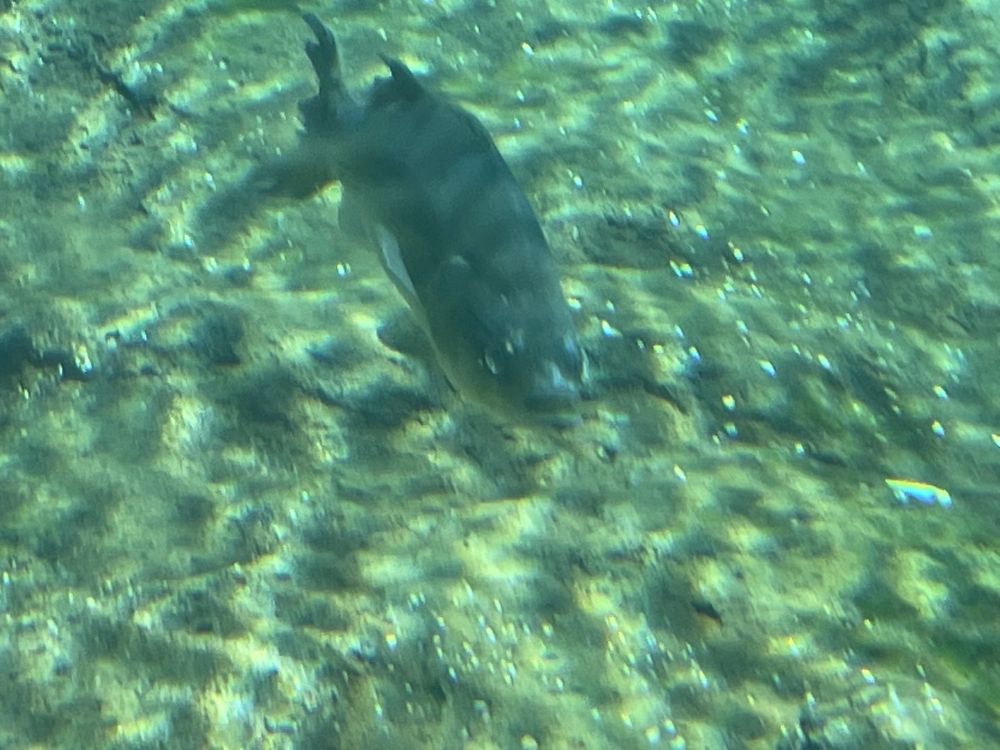 Can anybody id this fish