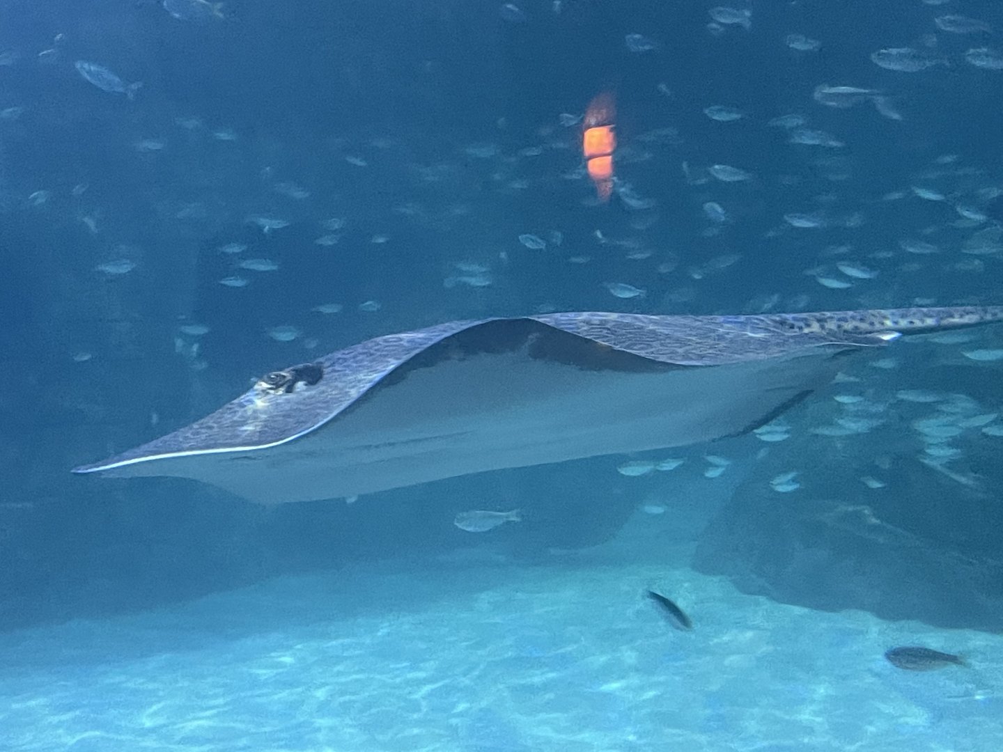 Can anybody id this fish