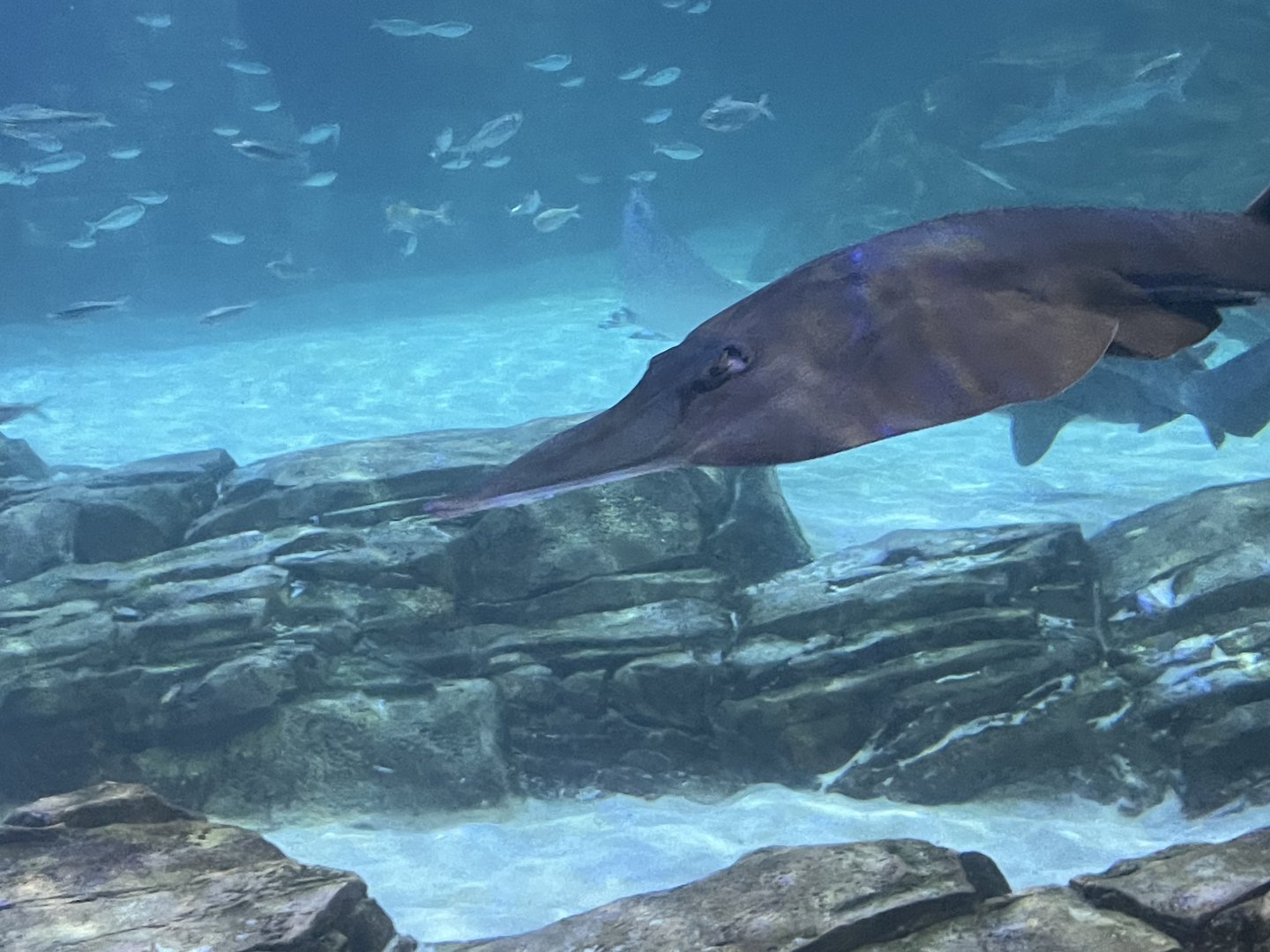 Can anybody id this fish