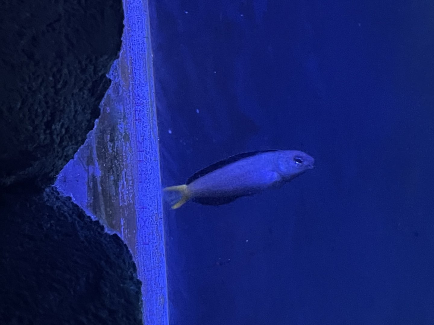 Can anybody id this fish