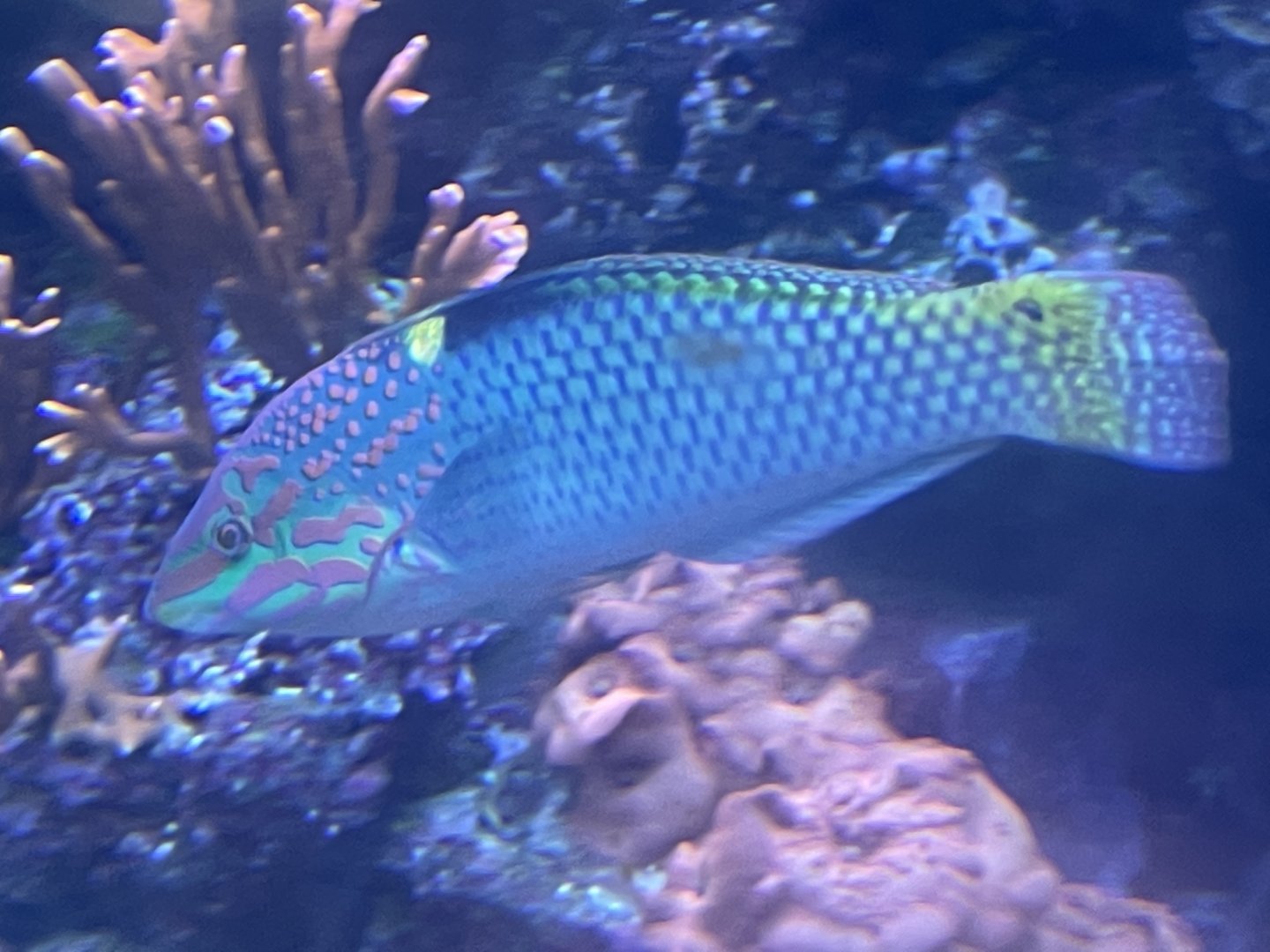 Can anybody id this fish
