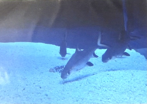 Can anybody id this fish