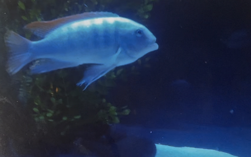 Can anybody id this fish