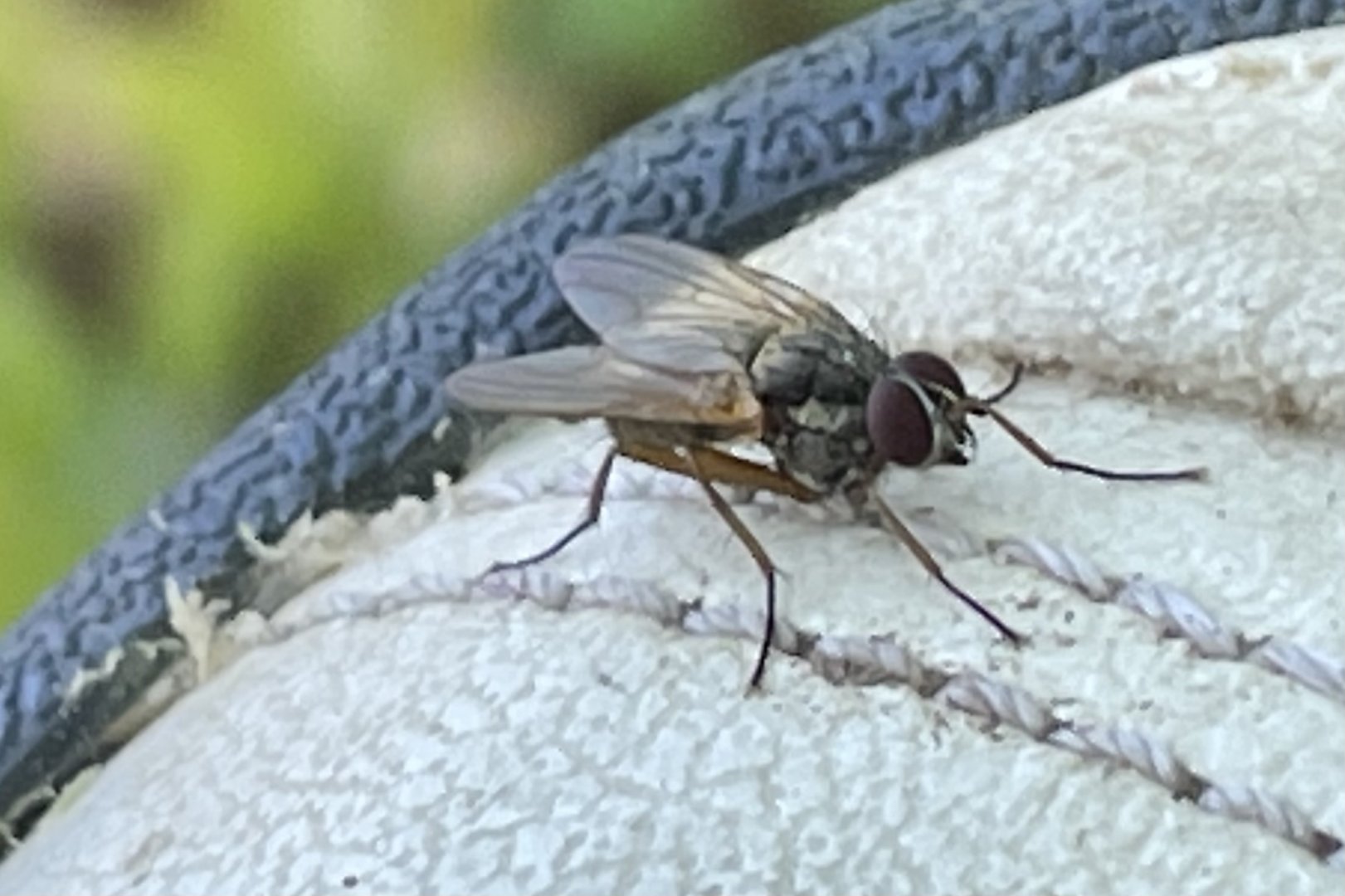 Can anybody id this fly