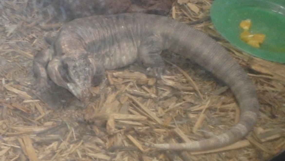 Can anybody id this lizard