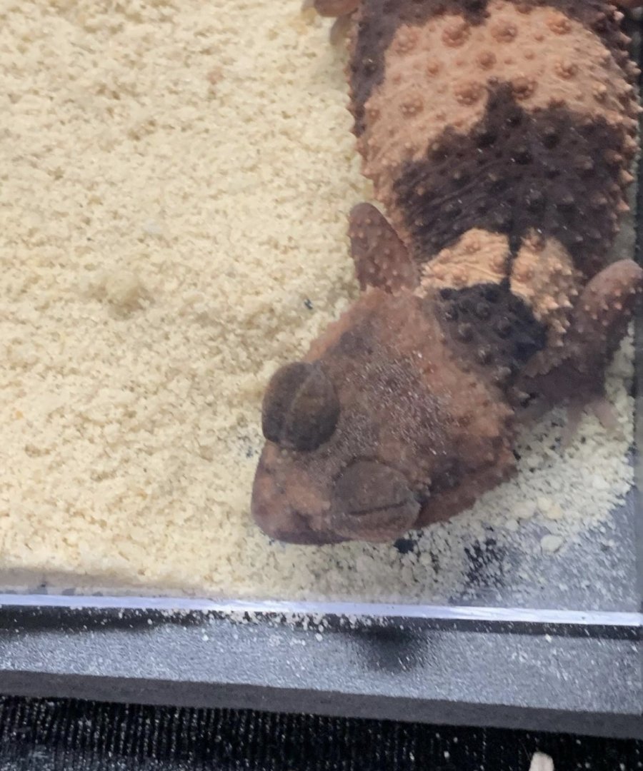 Can anybody id this lizard