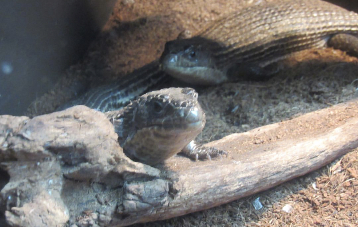 Can anybody id this lizard