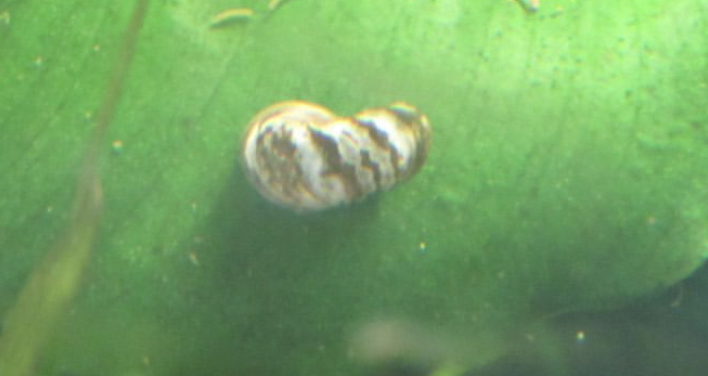Can anybody id this snail.