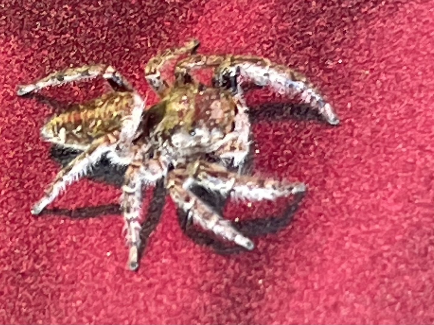 Can anybody id this Spider