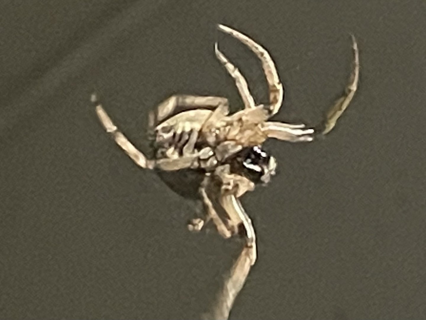 Can anybody id this Spider