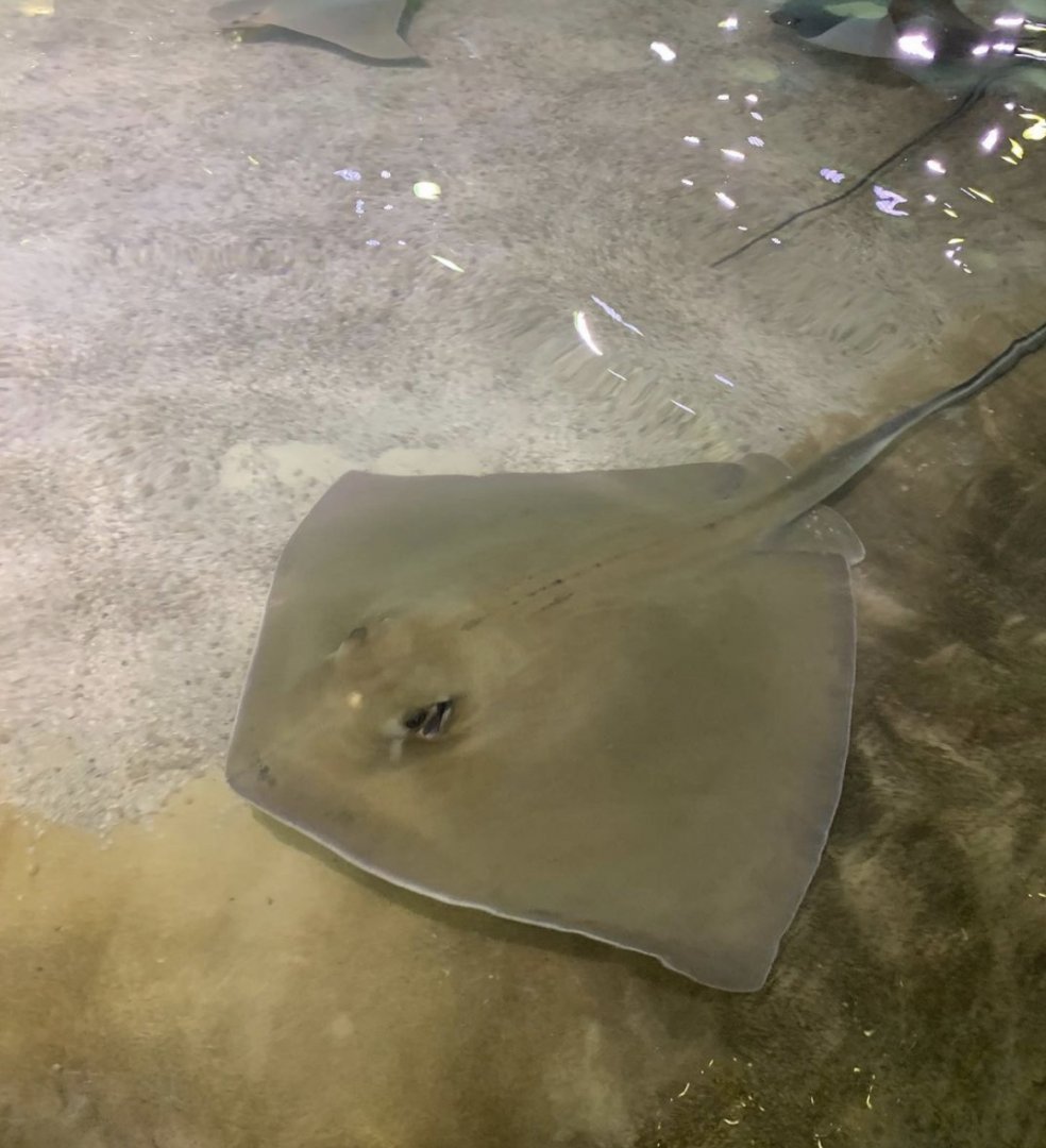 Can anybody id this stingray