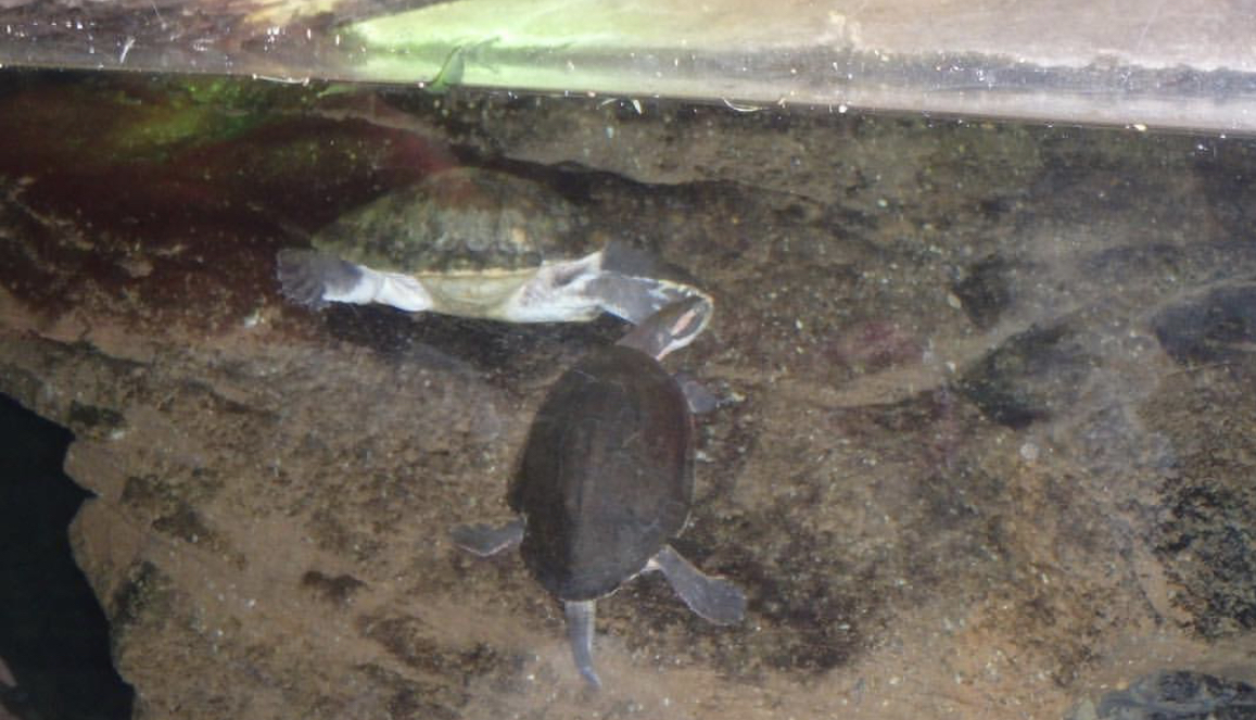 Can anybody id this turtle