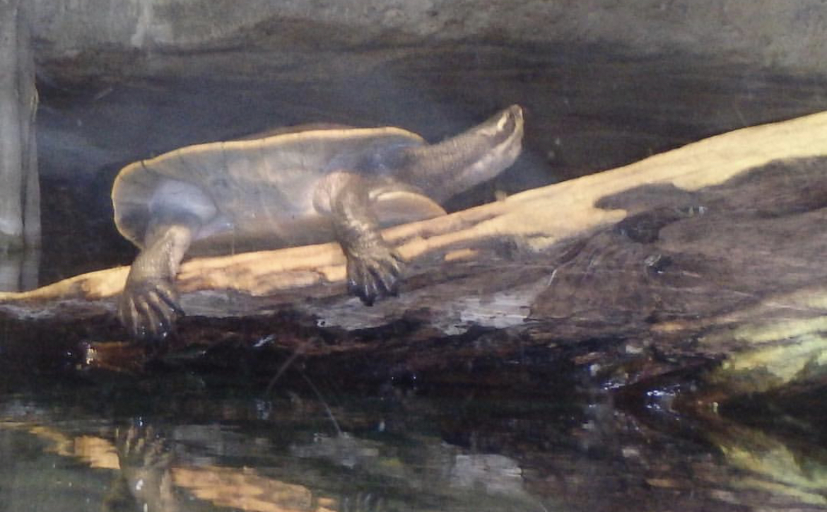 Can anybody id this turtle