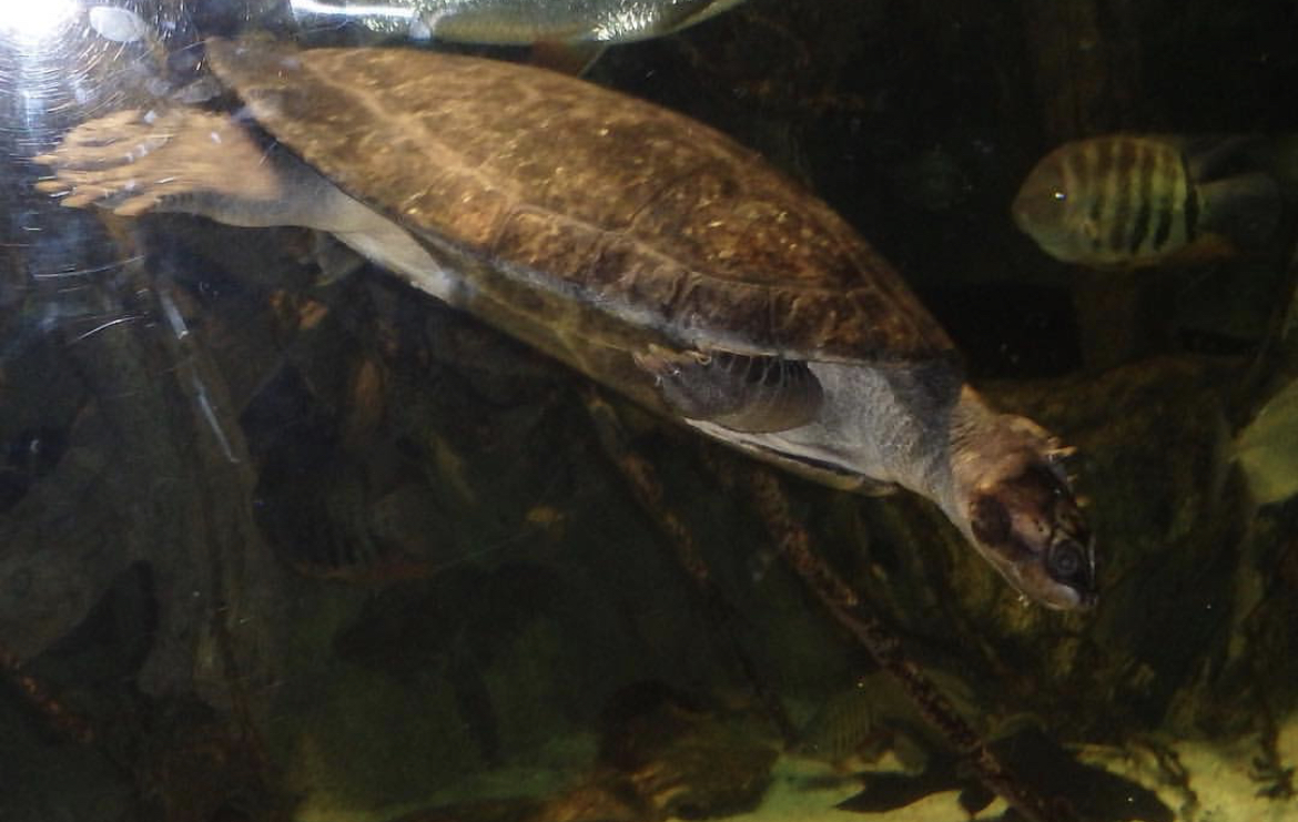 Can anybody id this turtle