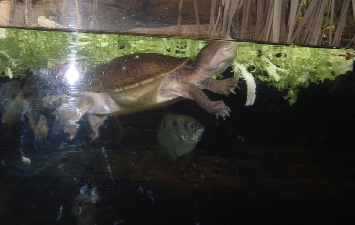 Can anybody id this turtle