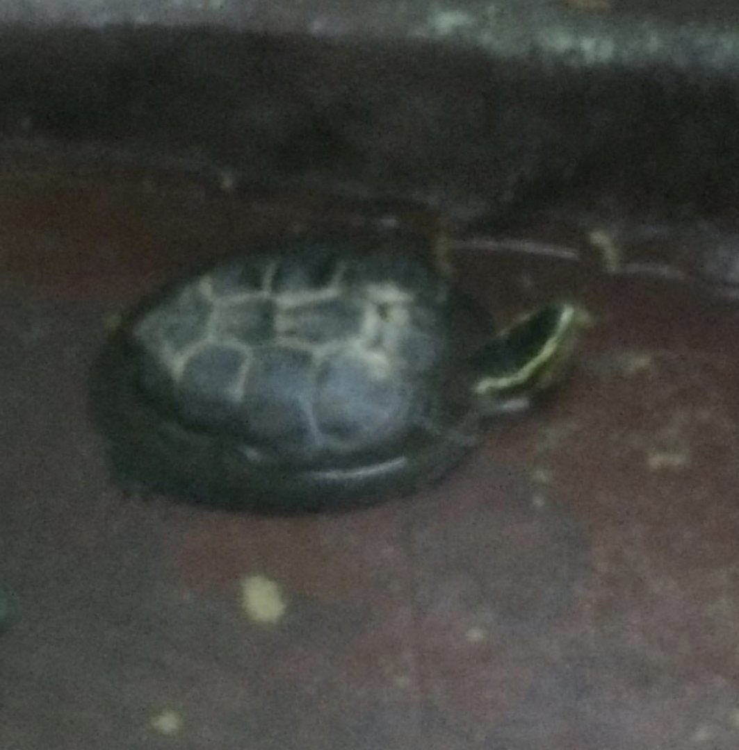 Can anybody id this turtle