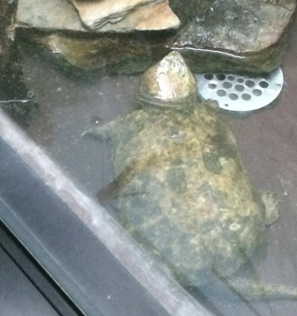 Can anybody id this turtle
