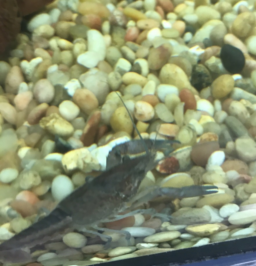 Can anybody idea this crustacean