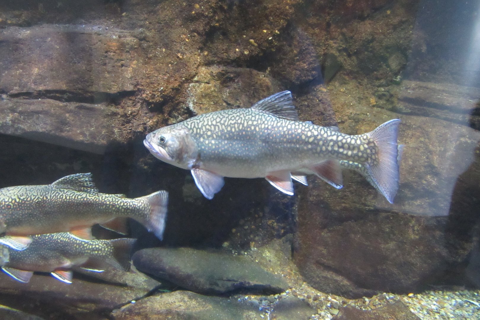 can anybody identify this fish