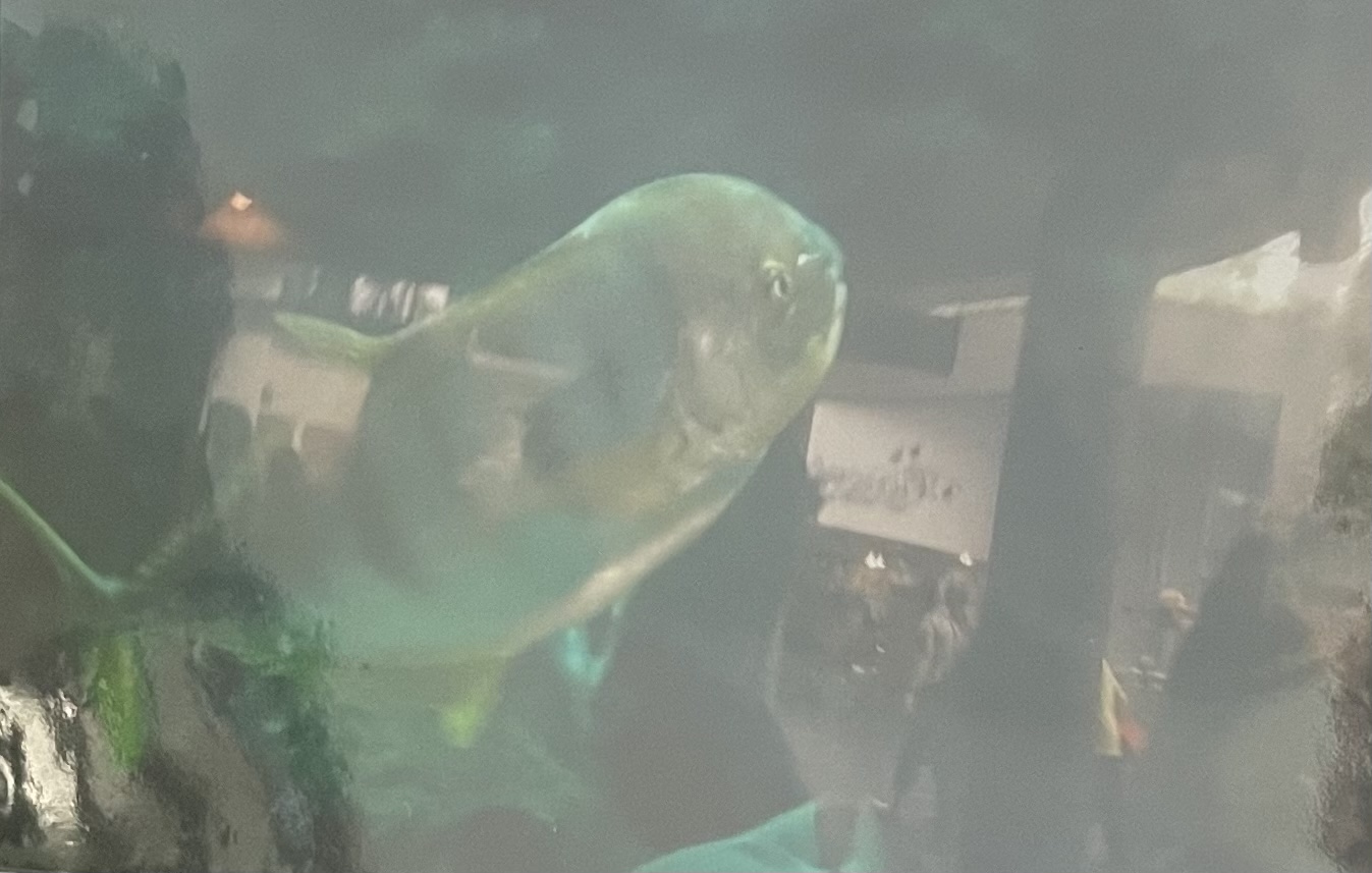 Can anybody if this fish