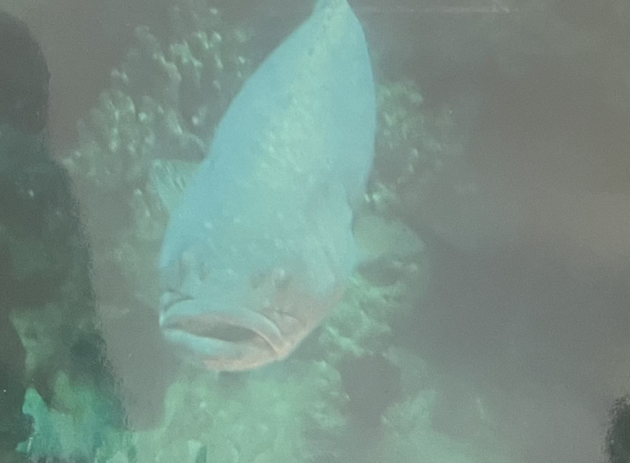 Can anybody if this fish