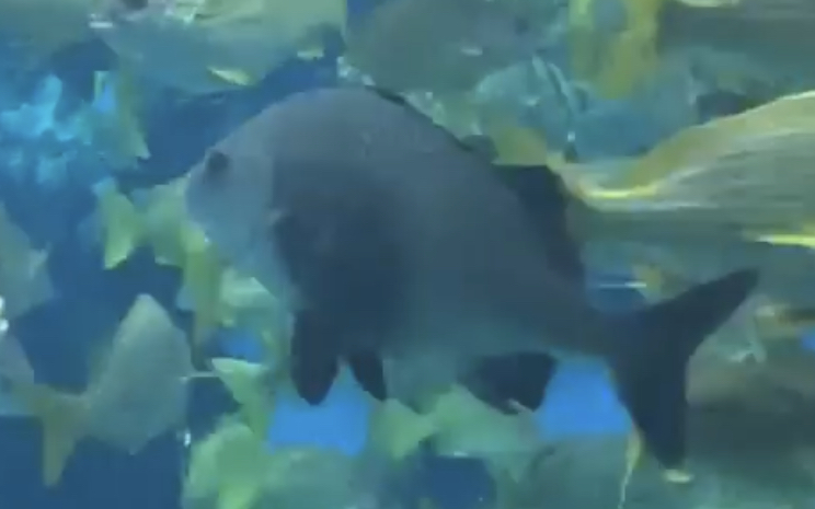 Can anybody if this fish