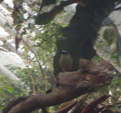 Can anybody is this bird