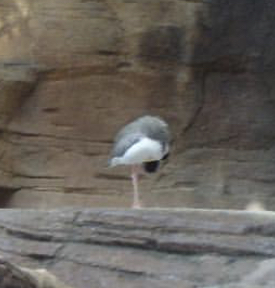 Can anybody is this bird