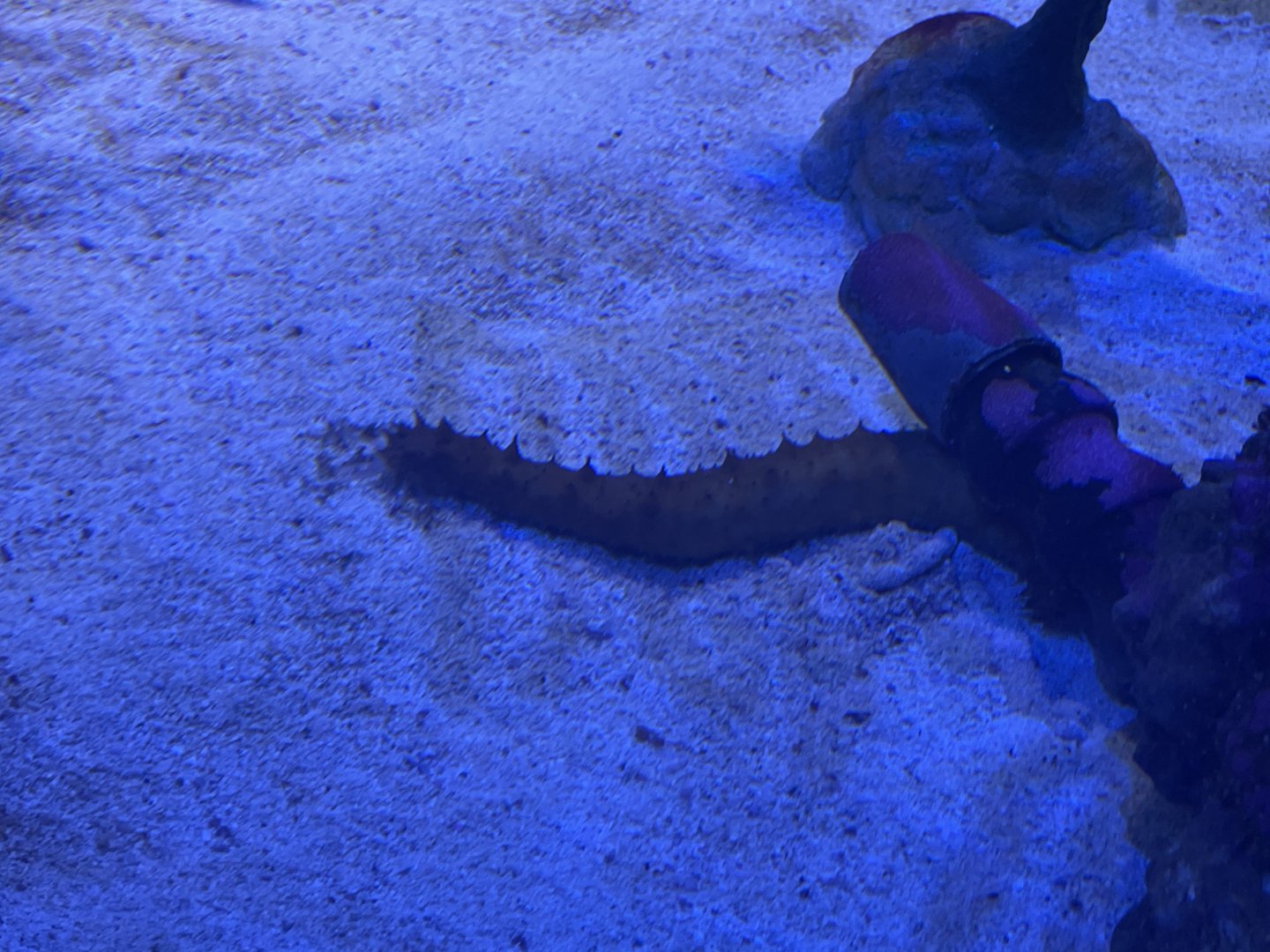 Can anyone id sea cumber