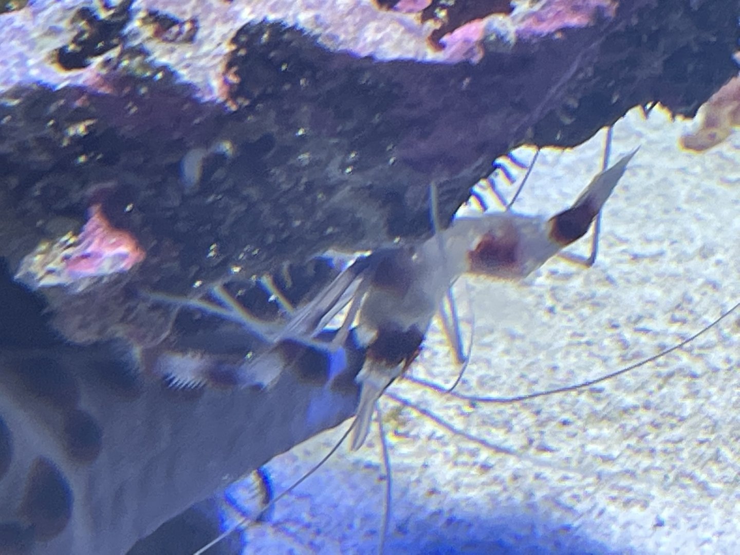 Can anyone id shrimp