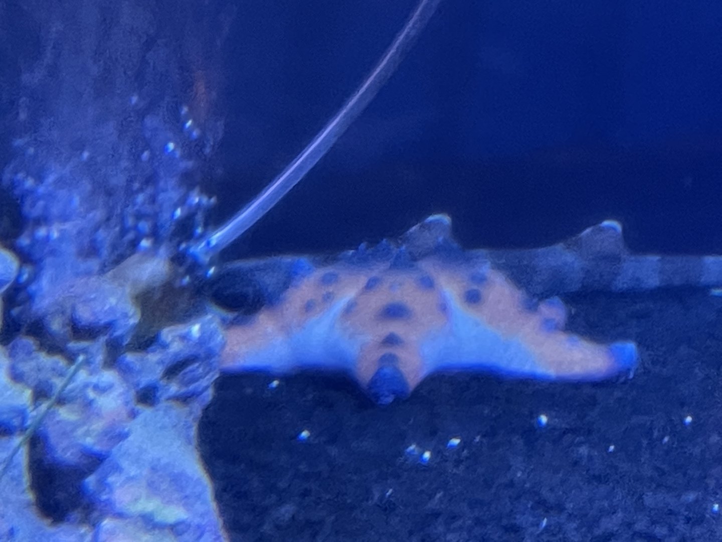 Can anyone id starfish