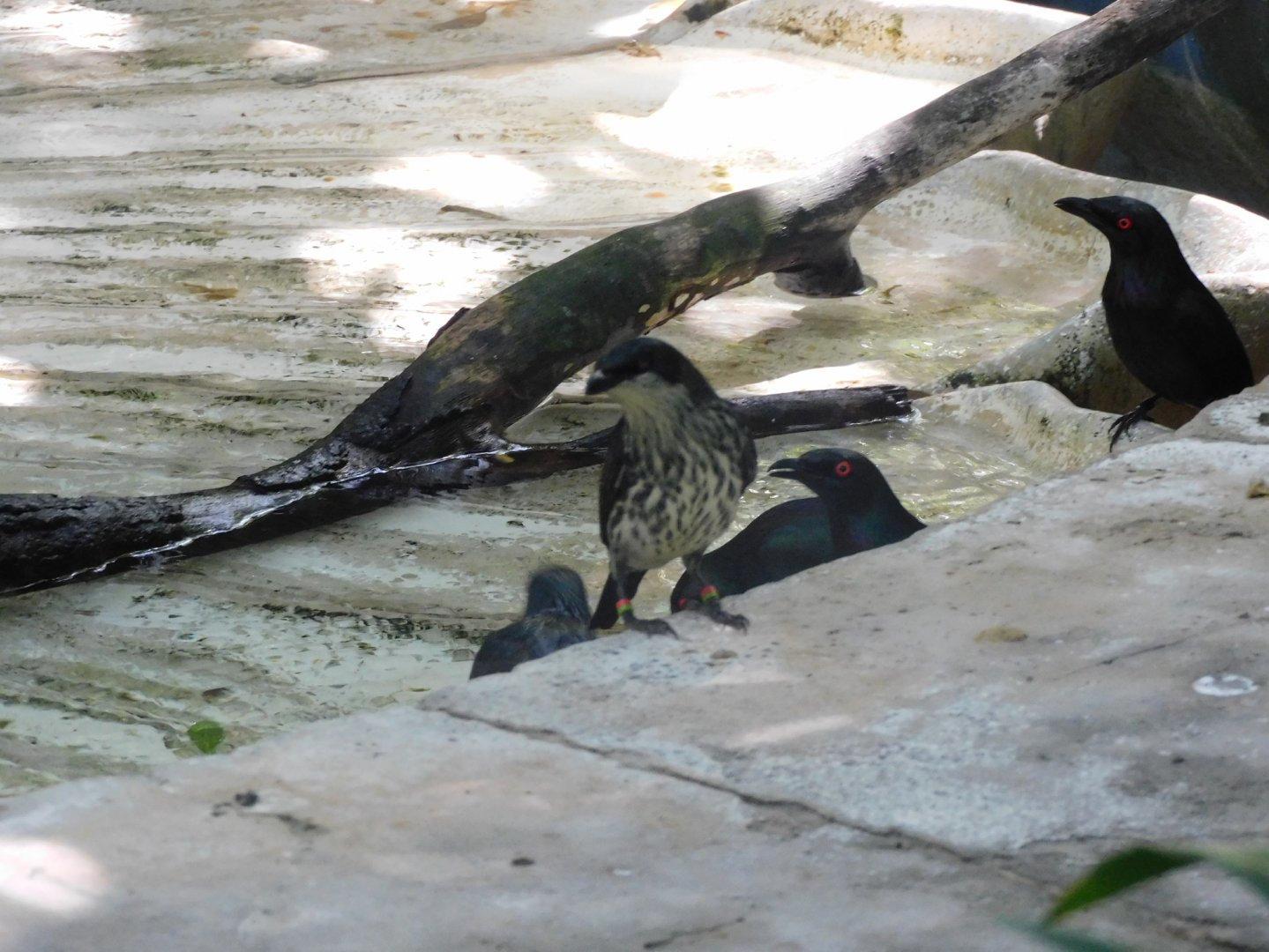 Can anyone id the bird in the front