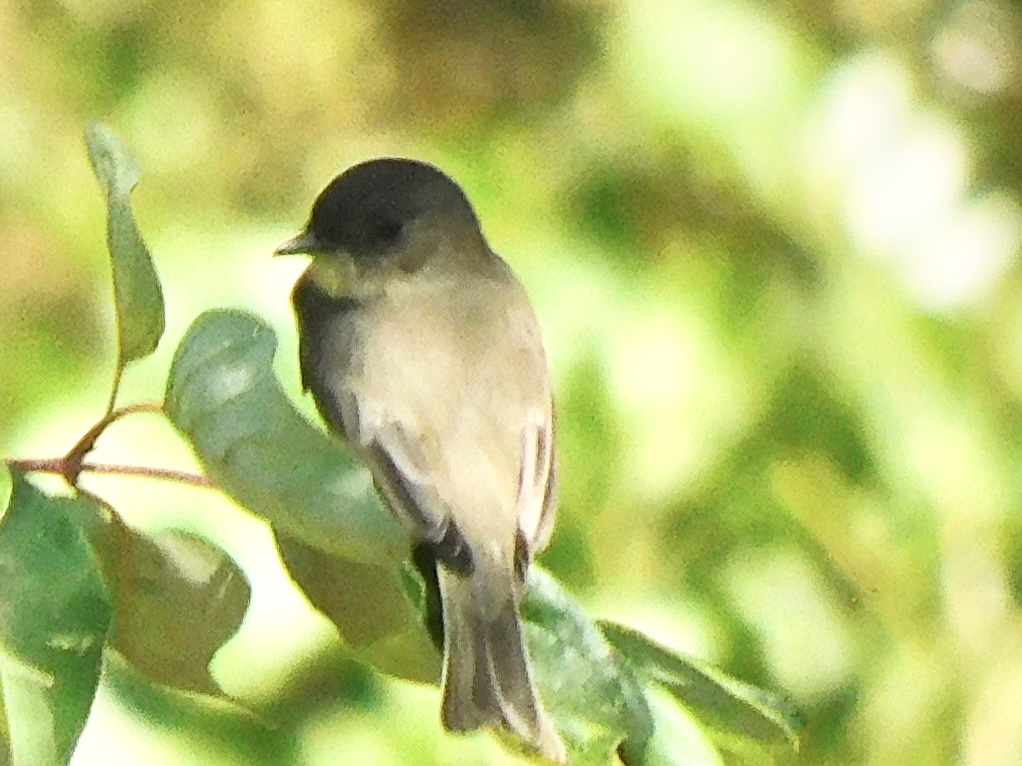 Can anyone id the bird