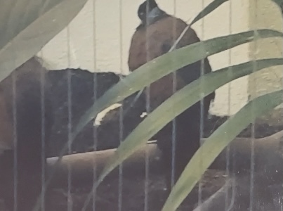 Can anyone id this bird I saw at Smithsonian zoo in 2009