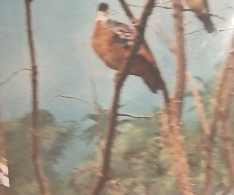 Can anyone id this bird I saw at Smithsonian zoo in 2009