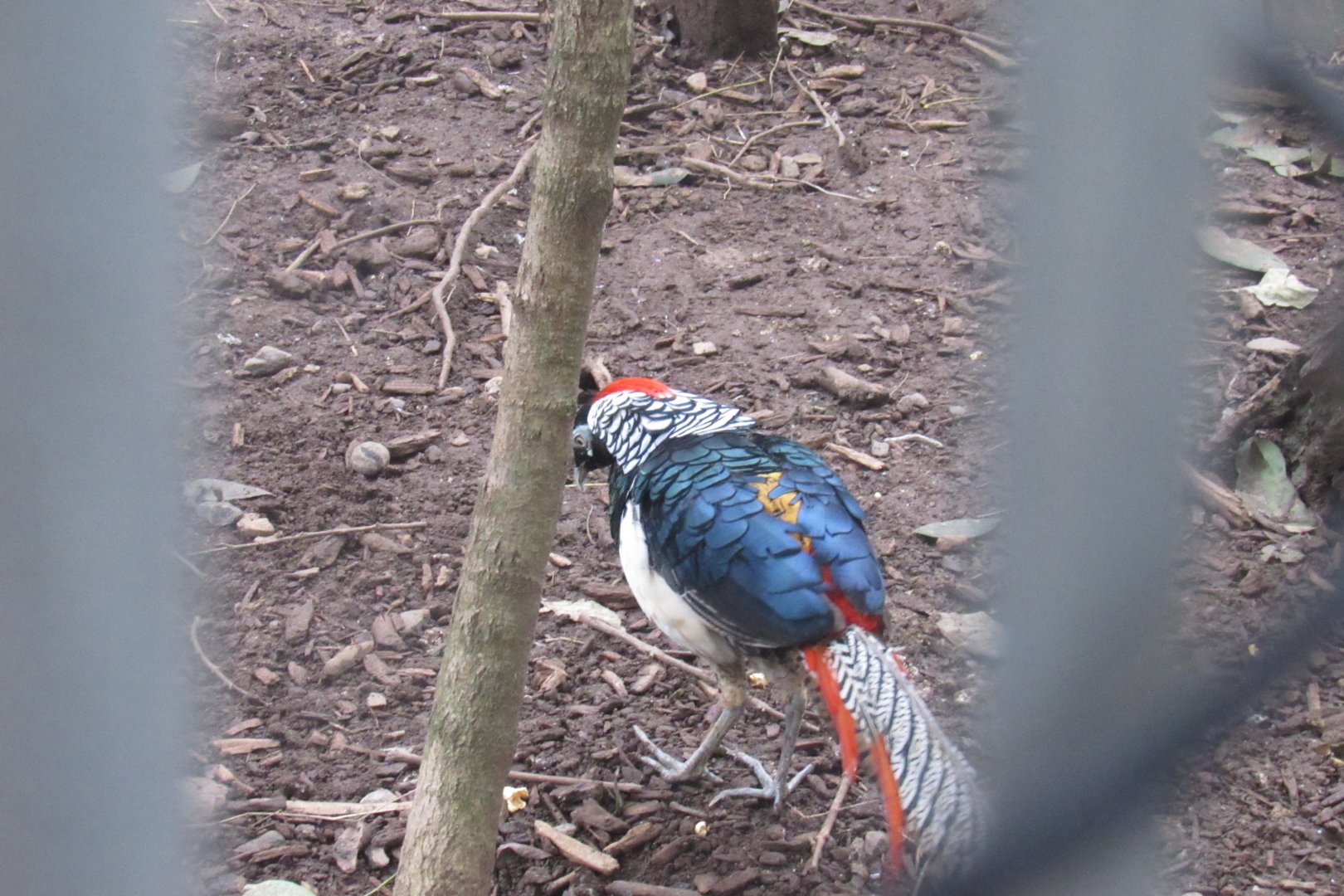 can anyone id this bird