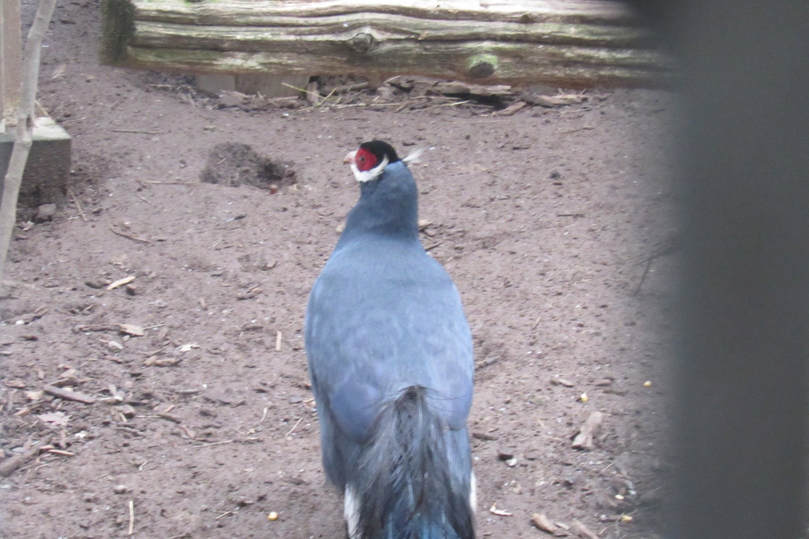 can anyone id this bird