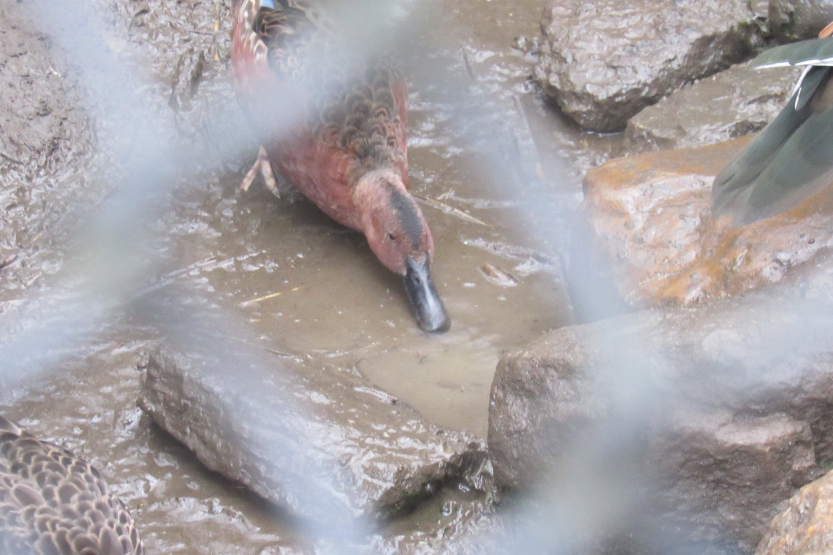 can anyone id this bird