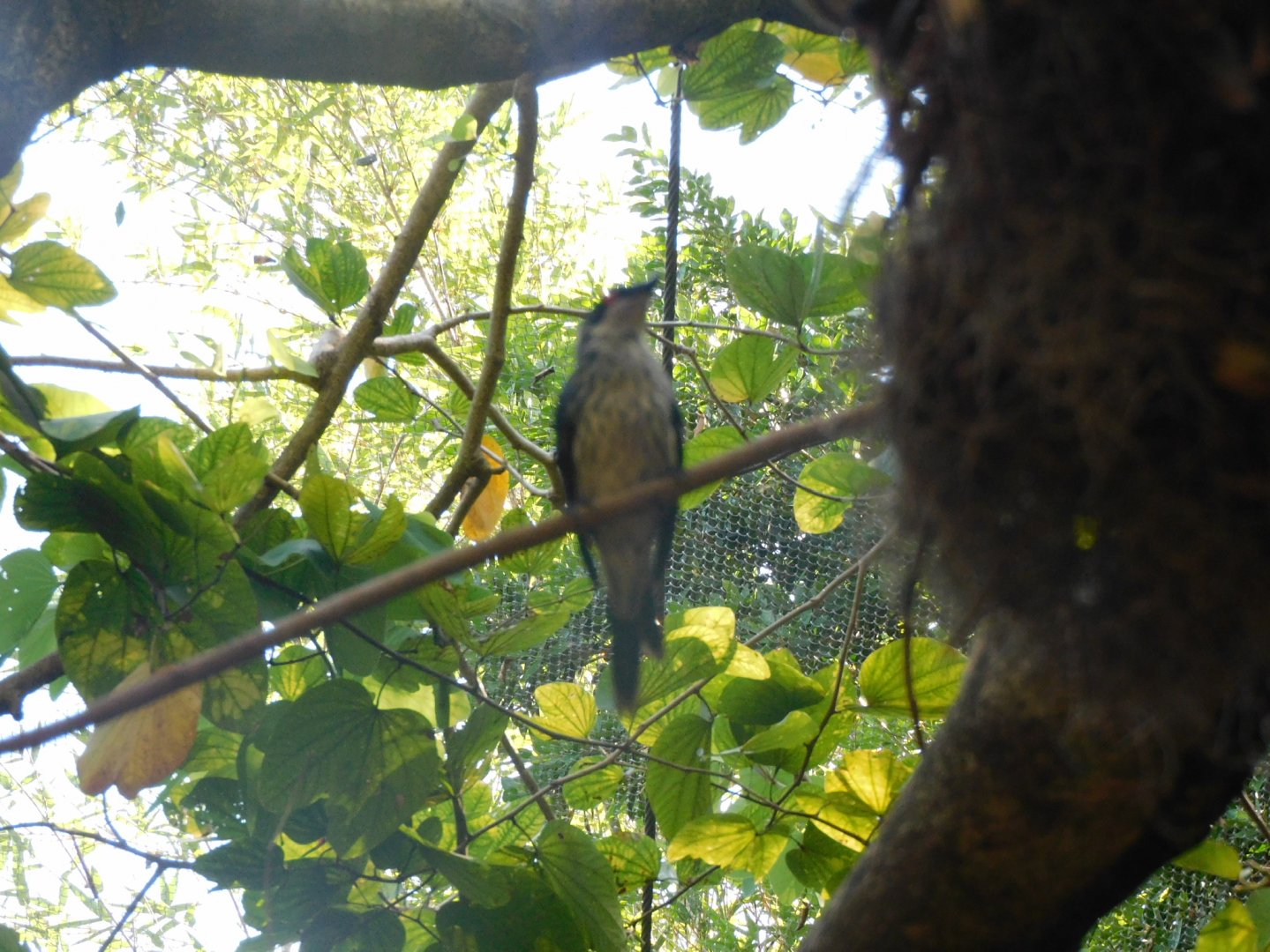 Can anyone id this Bird
