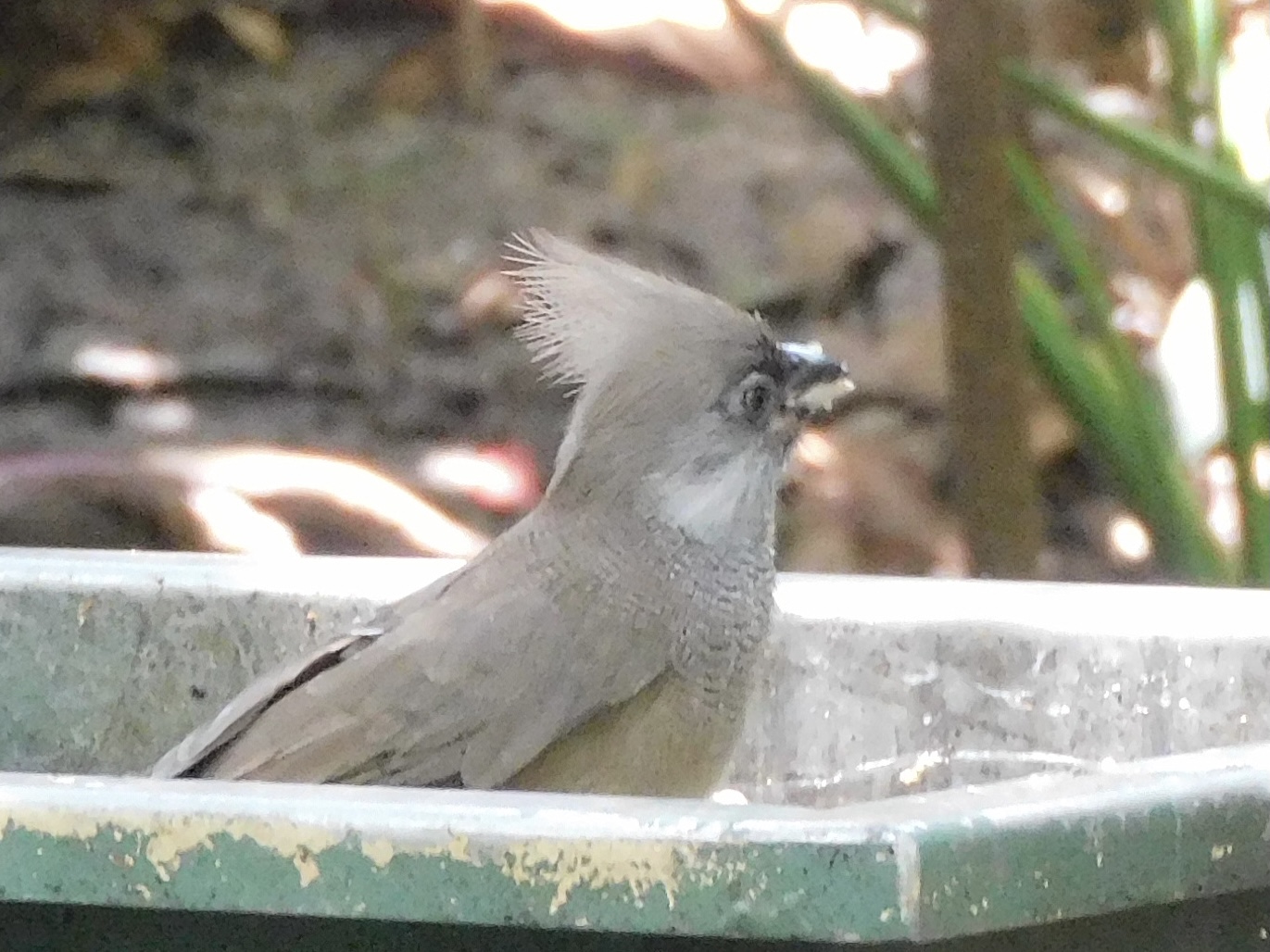 Can anyone id this bird