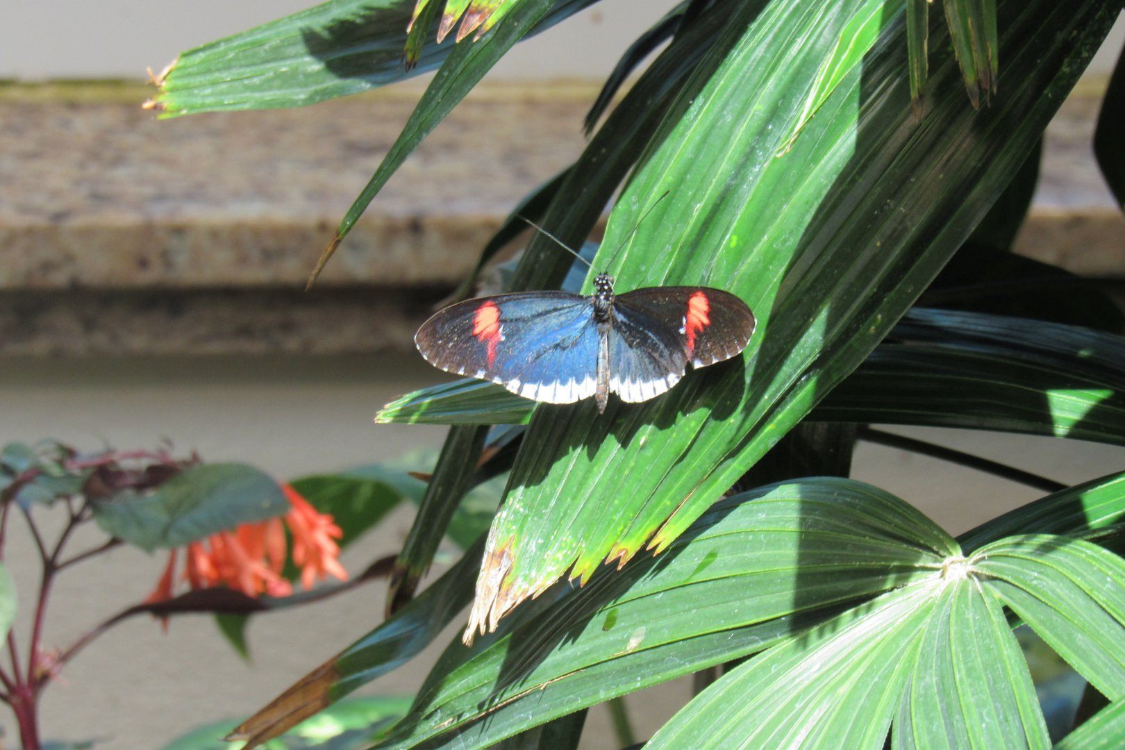 Can anyone id this butterfly