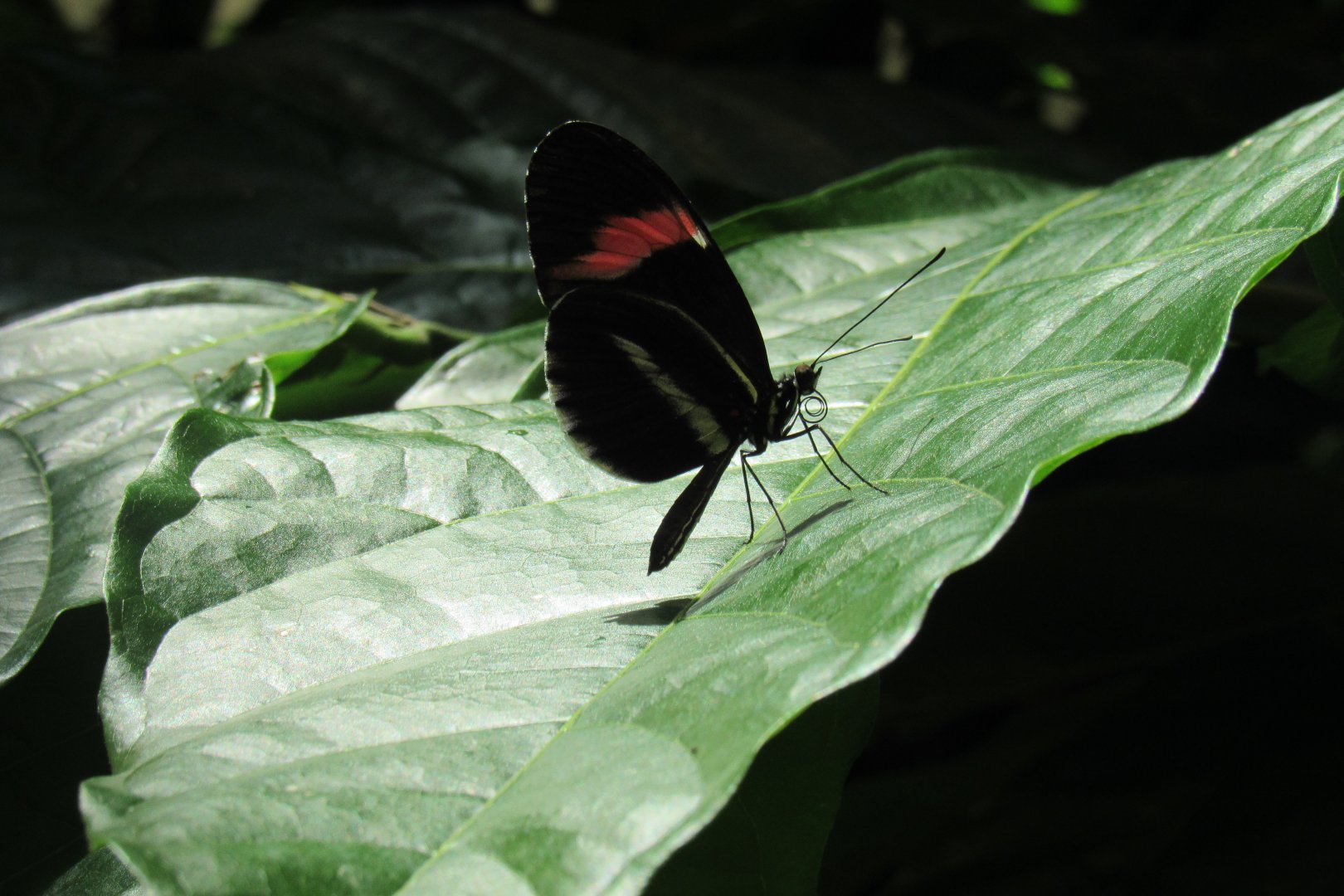 Can anyone id this butterfly