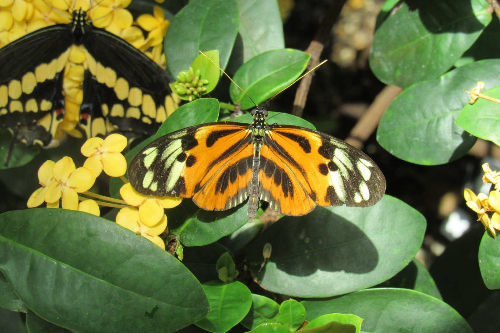 Can anyone id this butterfly