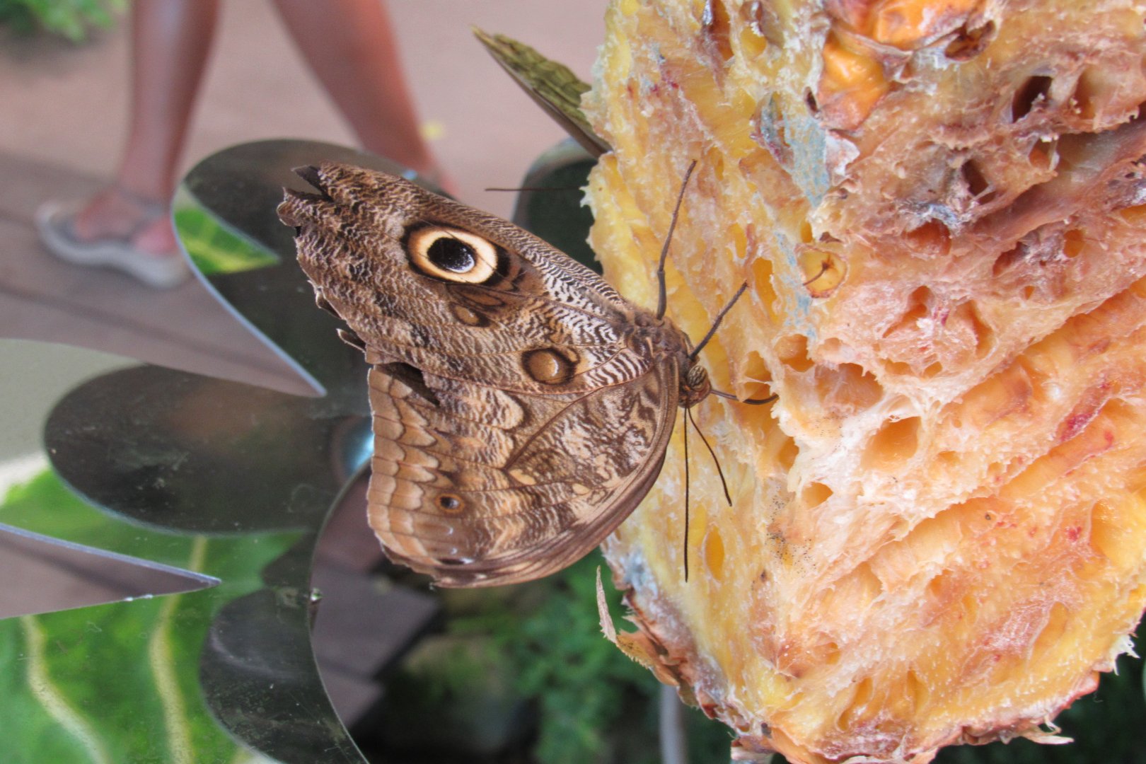 Can anyone id this butterfly