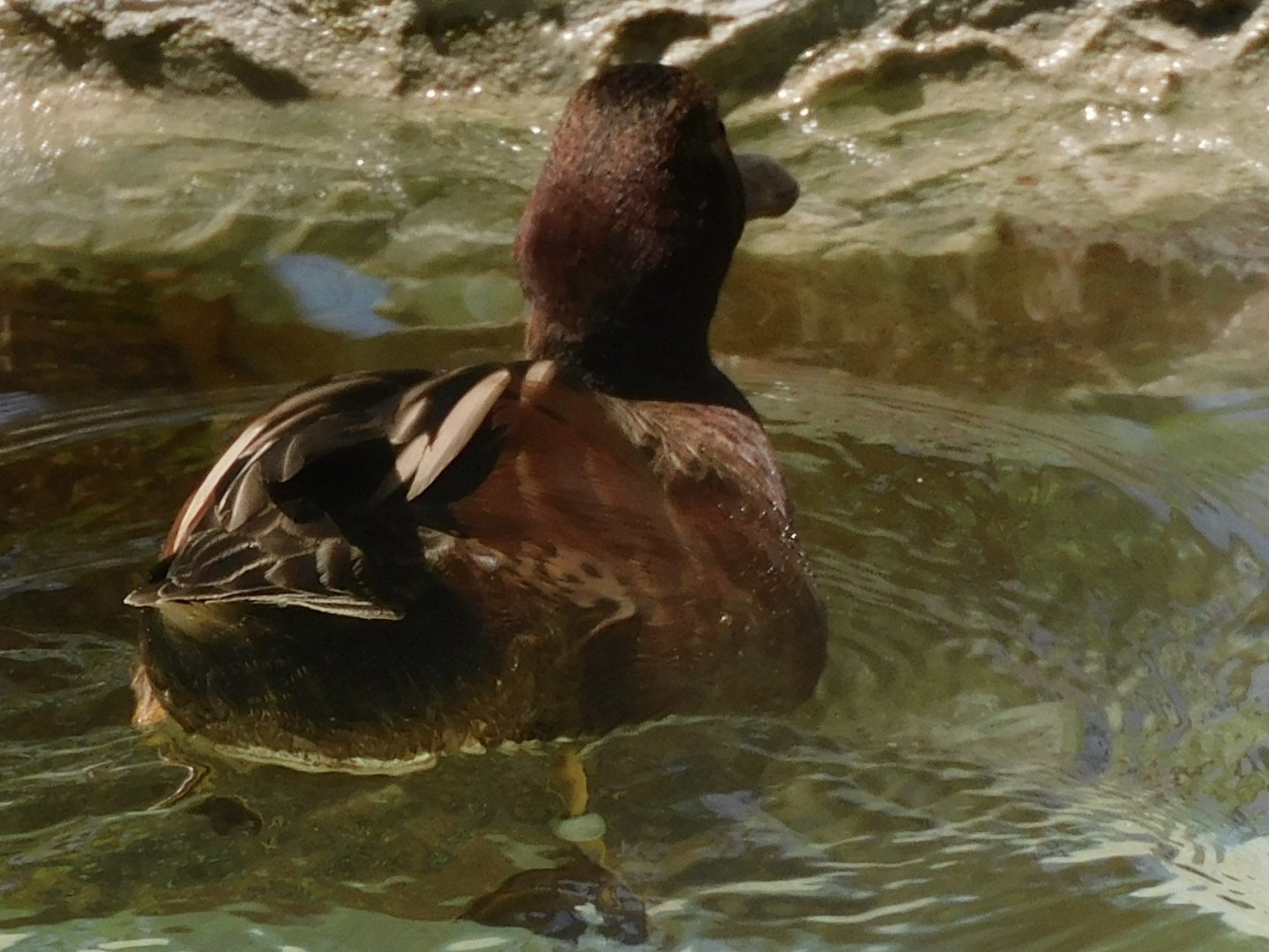 Can anyone id this duck