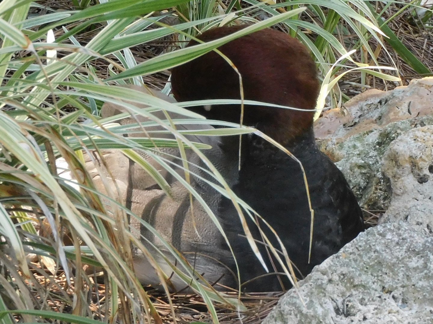 Can anyone id this duck