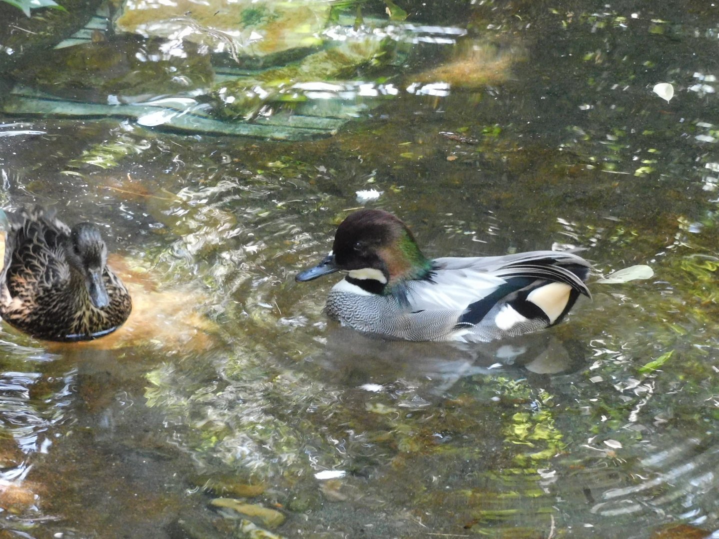 Can anyone id this Duck